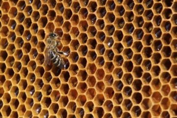 Slovenia akan dirikan akademi pemeliharaan lebah