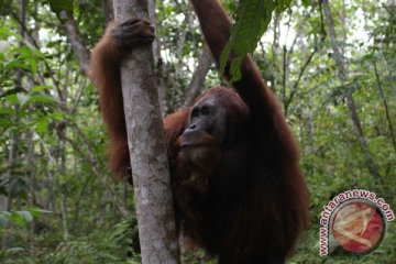 Puluhan orangutan berkeliaran di DAS Mangkutub Kapuas