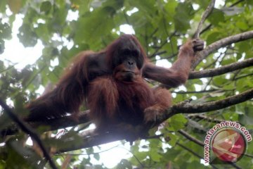 Orangutan turun ke perkebunan warga di Subulussalam