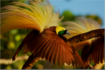 Burung liar bebas beterbangan di Waifoi-Warimak, Raja Ampat