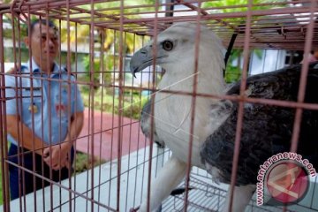 ELANG LAUT TNI AU DISERAHKAN