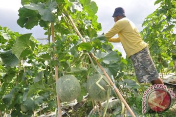 Banjarbaru ingin kembangkan melon di Kebun Raya Banua