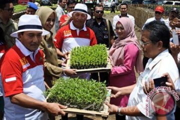 Gerakan sejuta cabai Jember untuk tekan inflasi