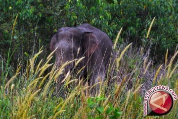 Kerusakan habitat gajah Sumatera picu lonjakan konflik dengan manusia