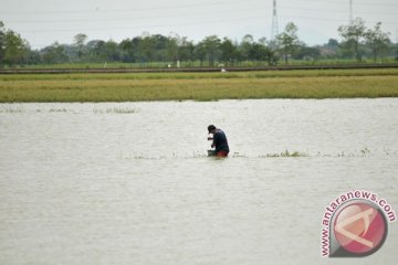 22 hektare sawah di Desa Malik Bangka Selatan terendam banjir