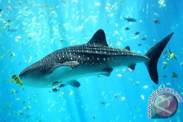 KKP: perlindungan hiu paus sangat esensial