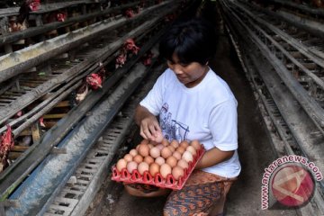 Puluhan ribu ayam di Karawang hangus terbakar