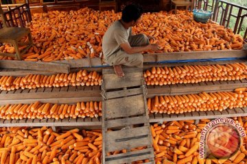 Kementan targetkan Sultra tanam jagung 150 hektare