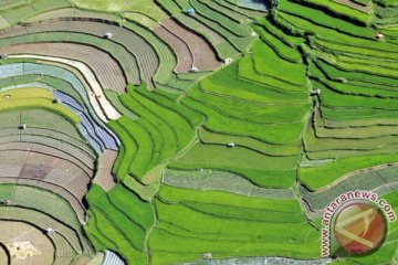 175 hektare lahan tambang emas dijadikan sawah