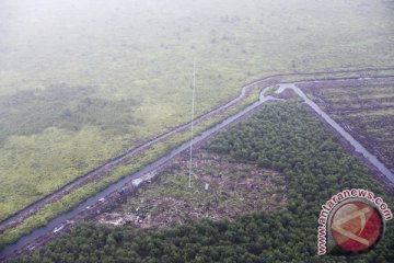 Walhi Sumsel minta hentikan penebangan hutan