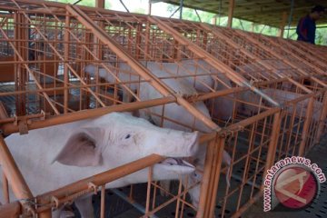 Pemprov Papua bangun Rumah Pemotongan Babi demi kesehatan konsumen
