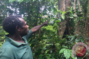 Hutan Adat, keadilan untuk masyarakat Papua