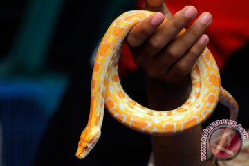 Ratusan reptil "serbu" Balai Kota Yogyakarta