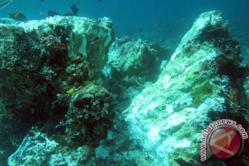 MV Caledonian Sky perusak terumbu karang Raja Ampat