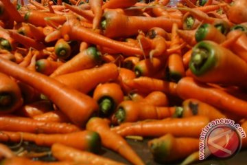 Sekjen tidak temukan wortel impor di Manado