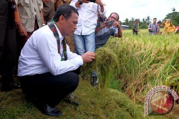 Mentan panen perdana padi lebak di Kalsel