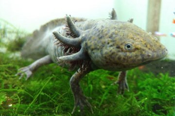 Axolotl,  hewan langka yang tunggu pembeli