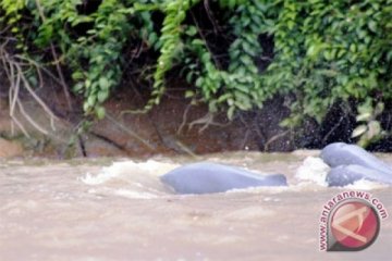 Di Dumai, ditemukan kantong plastik di mulut bangkai Pesut