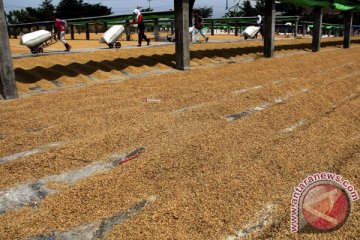 BPS catat adanya kenaikan harga gabah