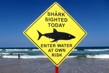 Peselancar tewas karena serangan hiu di Gold Coast Australia
