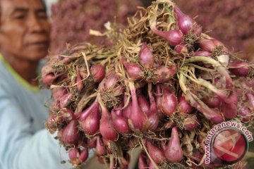 Bantul dorong budi daya bawang merah organik