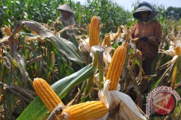 Petani butuhkan bantuan permodalan untuk produk unggulan