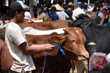 Dinas Pertanian Maluku Utara imbau sapi produktif jangan dijadikan kurban