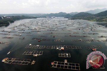 PJT II: kualitas air Waduk Jatiluhur menurun