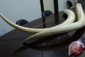 Ribuan gading gajah disita dari tangan pedagang di Beijing