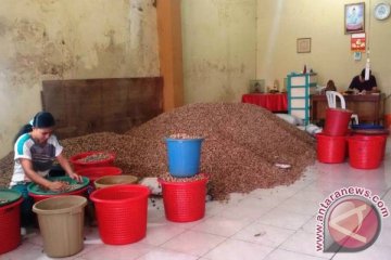 Dinas pertanian Maluku Utara pacu ekspor komoditi pala