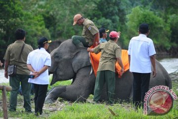 Wisatawan keluhkan jalan rusak menuju wisata gajah