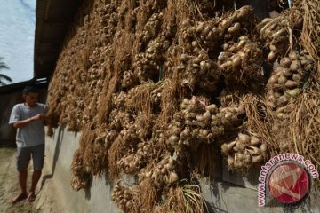 Stok melimpah tekan harga bawang merah di Palu