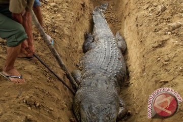 Buaya seberat 400 kg ditangkap warga Bengkalis