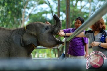 Dua gajah jinak Way Kambas hamil