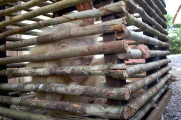 Orangutan Albino Pertama di Kalimantan