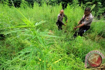 Polres Nias Selatan temukan satu hektare lahan ganja