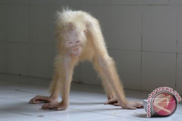 Orangutan albino mulai mengkonsumsi beragam makanan