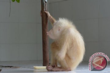 Orangutan Albino dilepasliarkan ke taman nasional