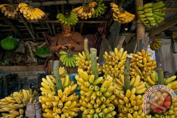 Mahasiswa UB ciptakan plastik berbahan kulit pisang