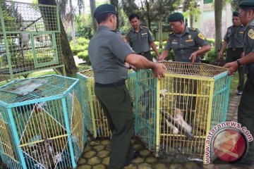 BKSDA Kalteng tangkap tiga penjual anak burung elang