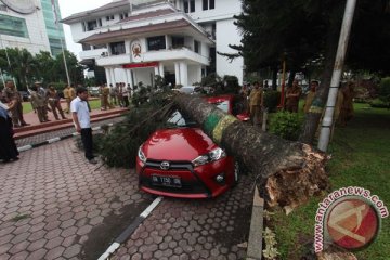 Tiga mobil ringsek tertimpa pohon tumbang di Malang