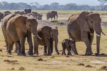 43 gajah liar serbu desa-desa Tanzania utara
