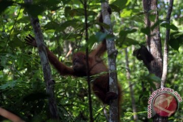 Orangutan Kalteng hasil sitaan di Kuwait tiba di Sampit