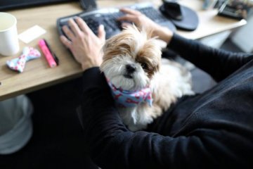 Kerja di California, bisa bawa anjing ke kantor