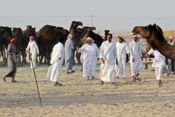 Ribuan unta yang terjebak dalam perseteruan Qatar kembali ke pemiliknya