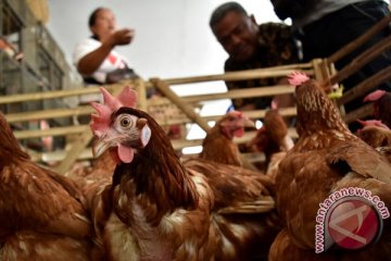 Harga daging ayam di Purwokerto bertahan tinggi