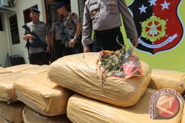 Polisi gagalkan pengiriman 50 kg ganja yang dicampurkan ke cabai
