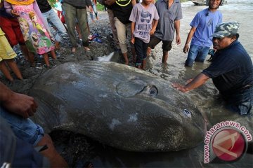 IKAN MOLA-MOLA TERDAMPAR