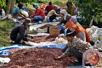 Industri kopi DIY diharapkan antisipasi pengoperasian bandara NYIA