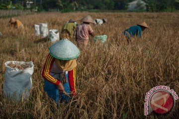 Pelajar Purwakarta panen raya di sawah sekolah